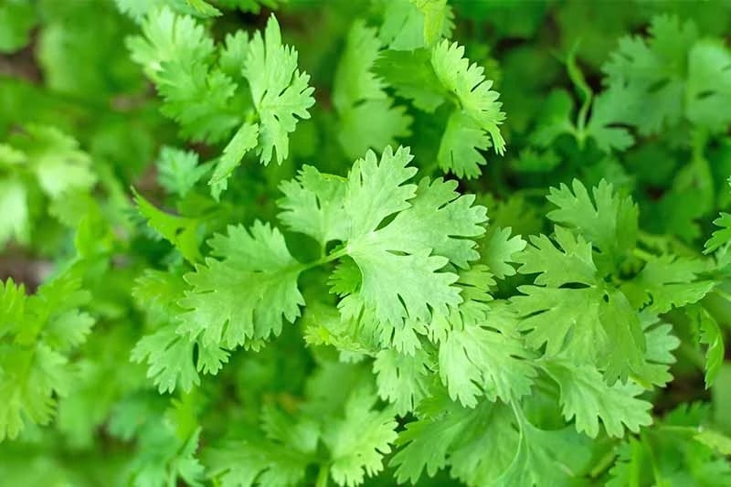 Dhania