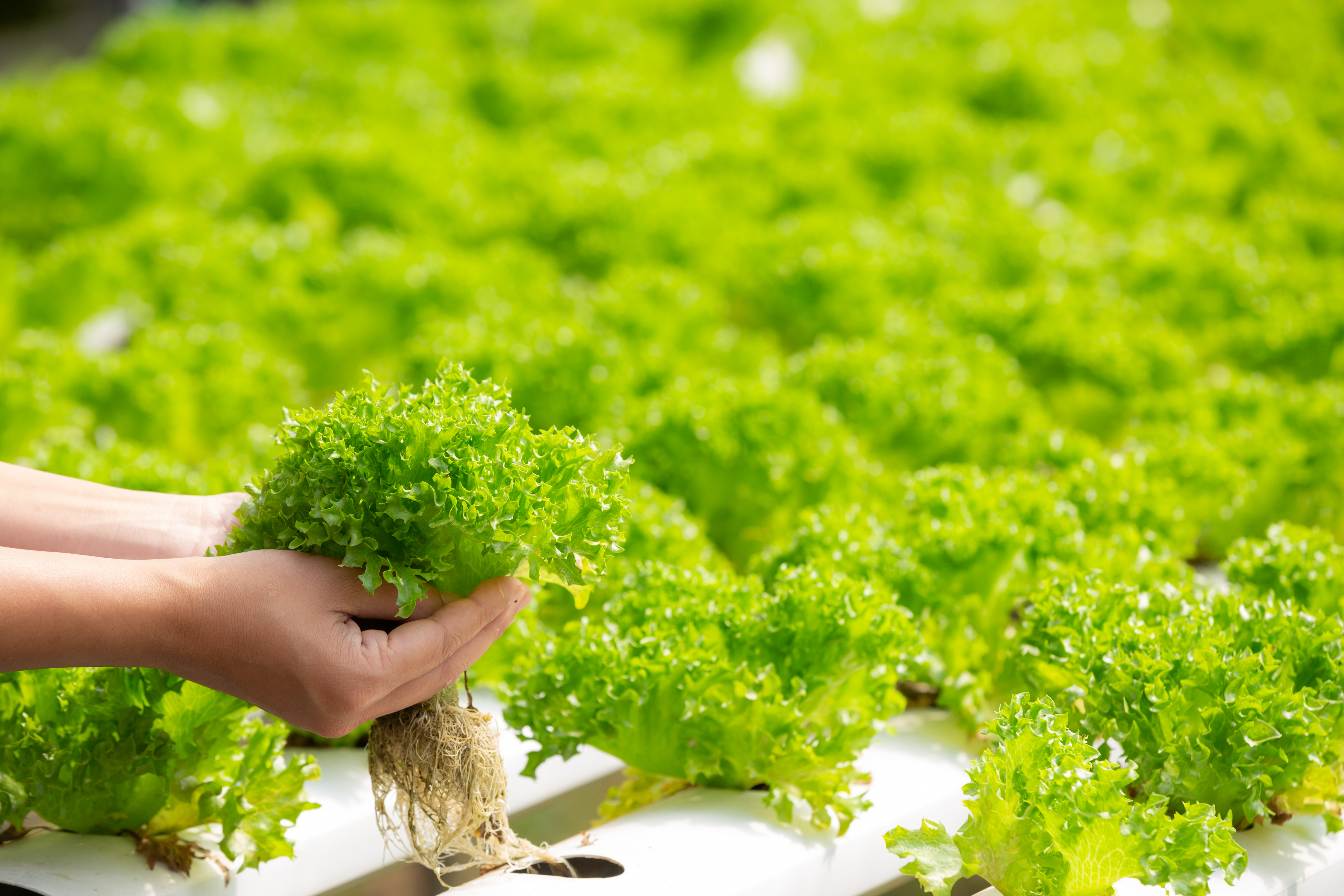 hydroponics