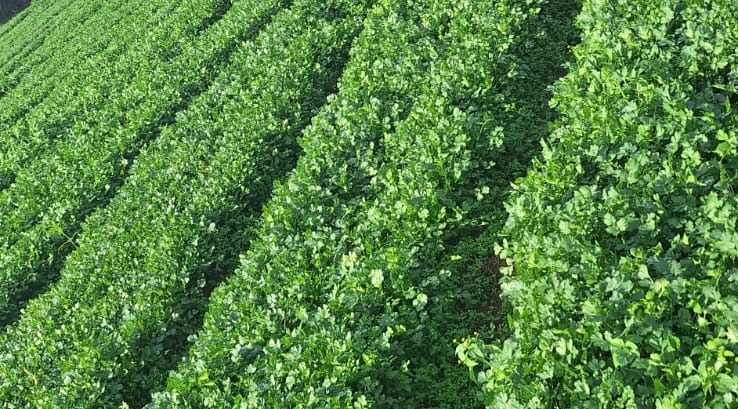 Eland Greens