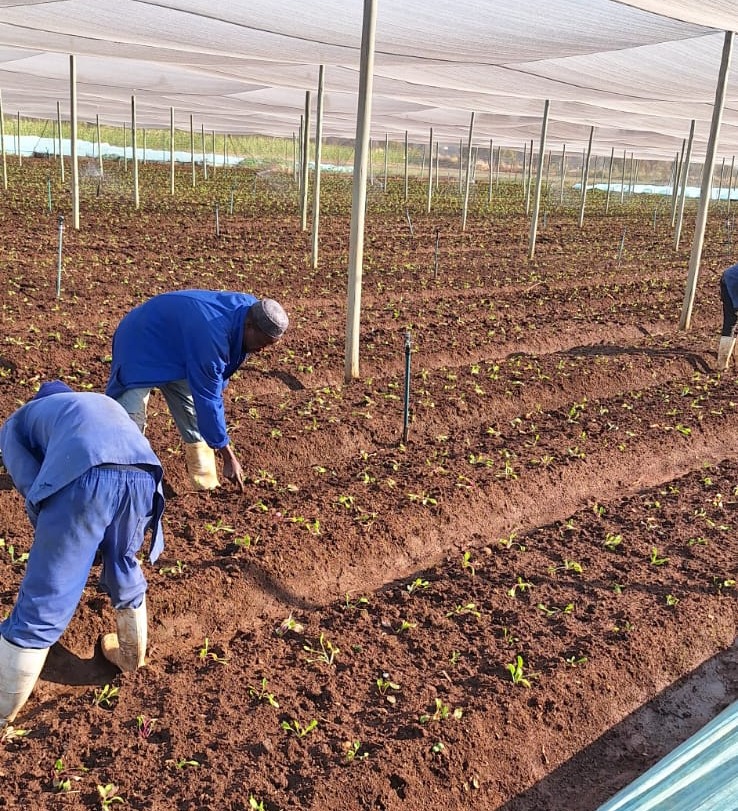 As part of its CSI endeavours, Eland Greens donates vegetables to a local disabled people shelter, namely, A Place of Hope.