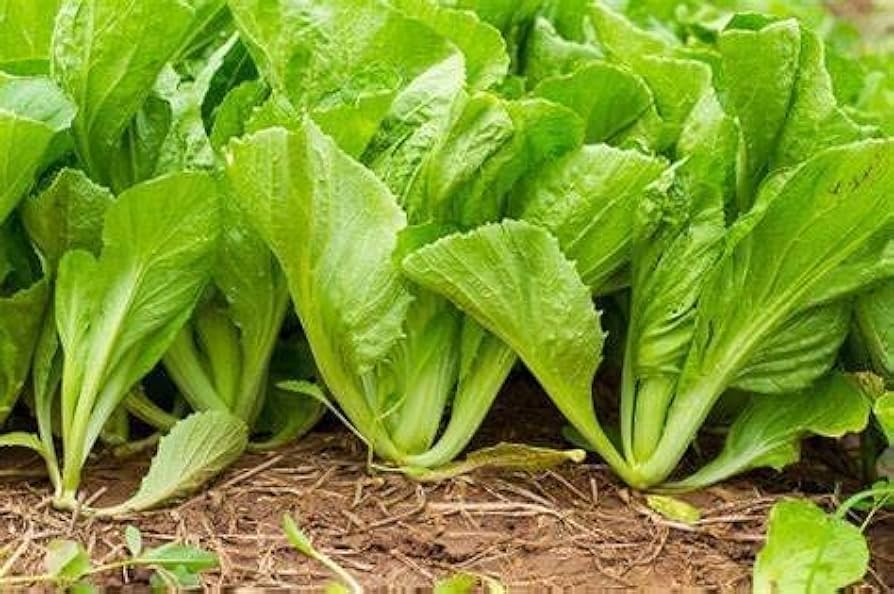 Mustard Spinach aka M'china