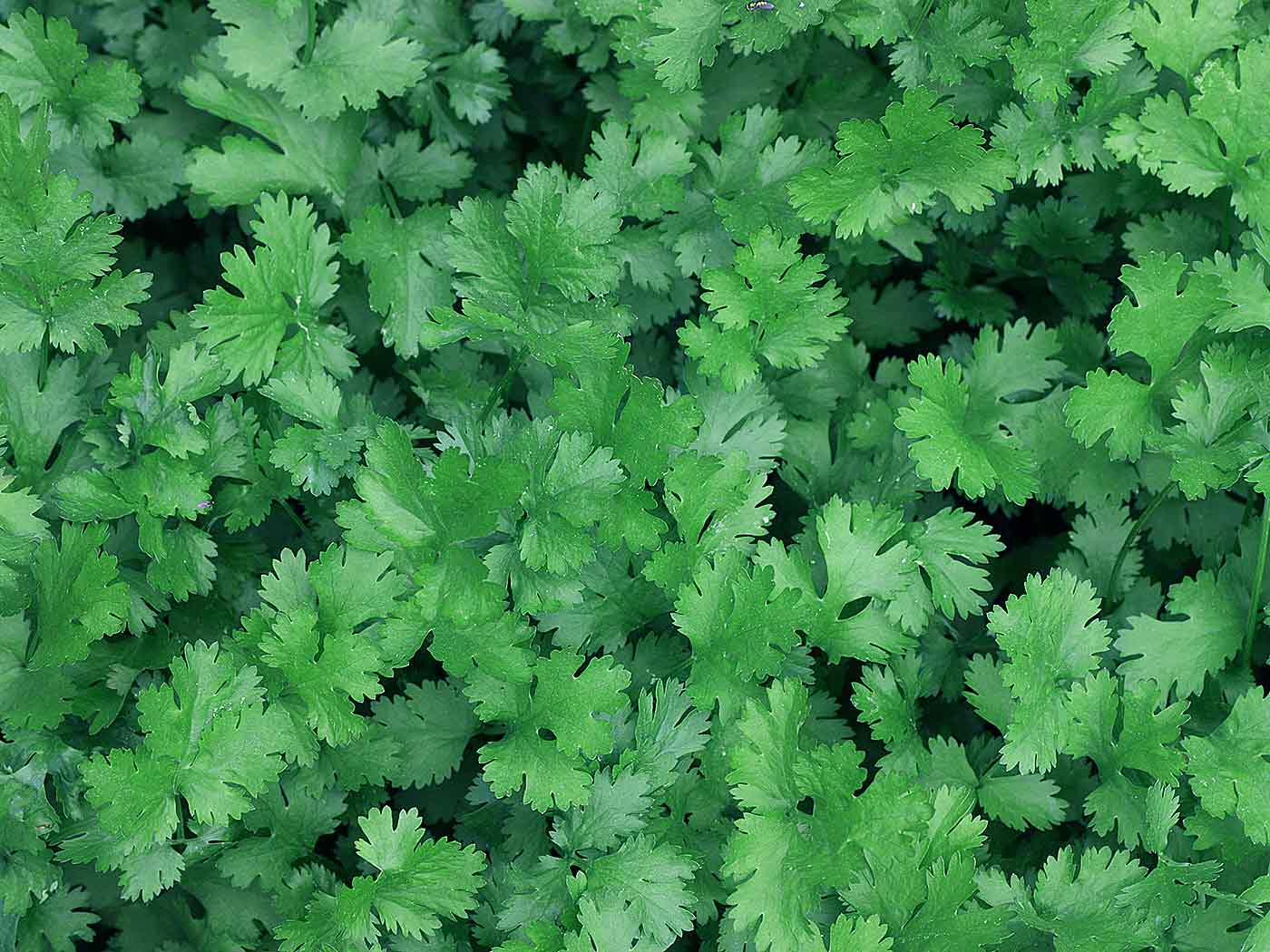 Parsley
